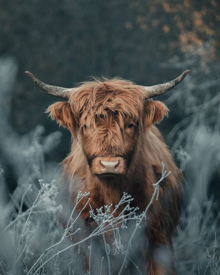 Wildlife in Scotland