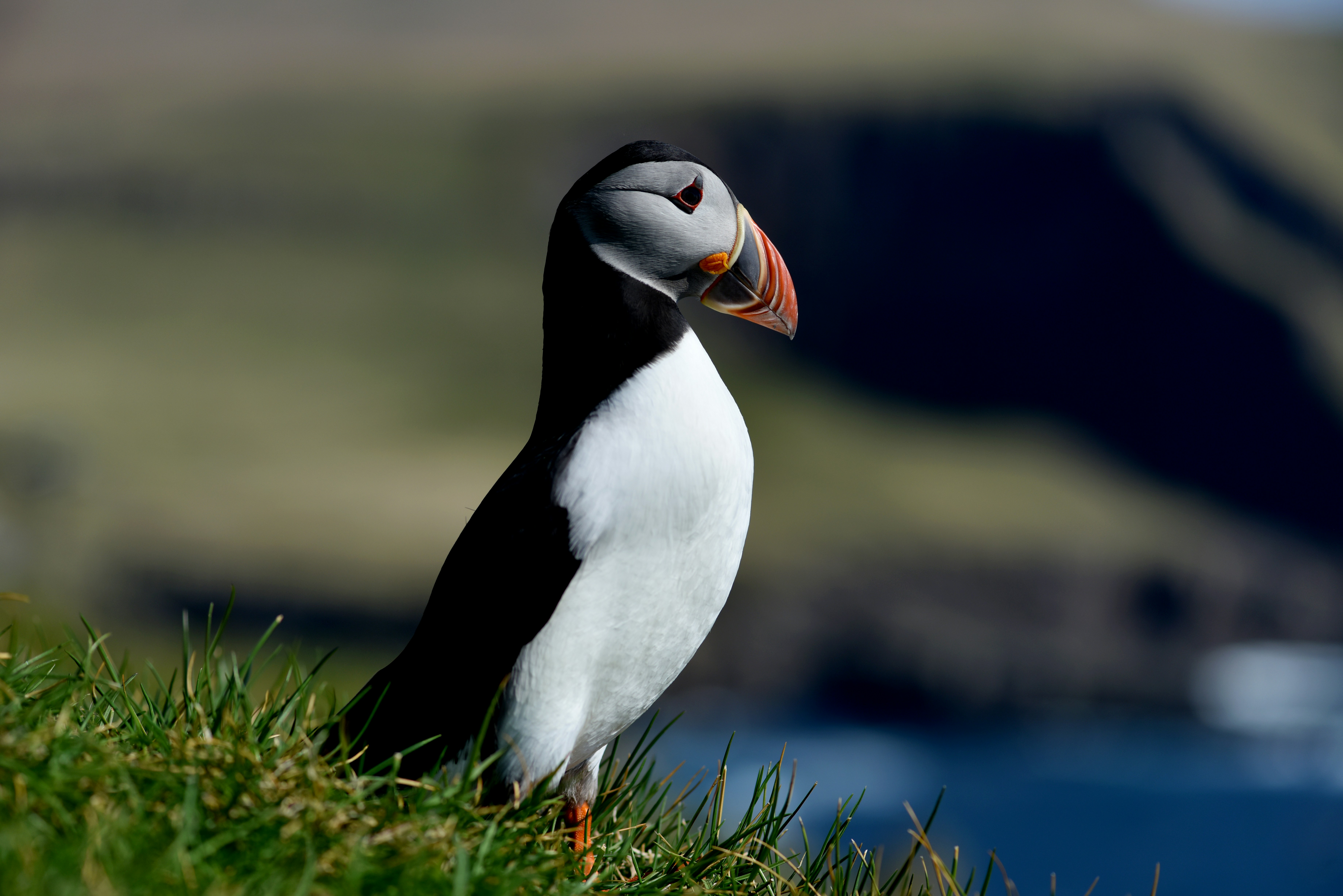 Wildlife 2